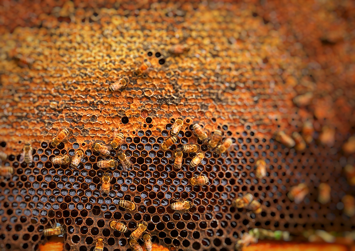 ハチミツ搾り体験
