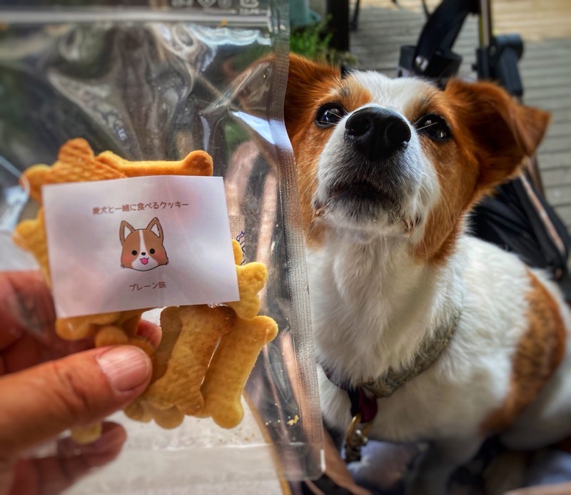 犬ビス