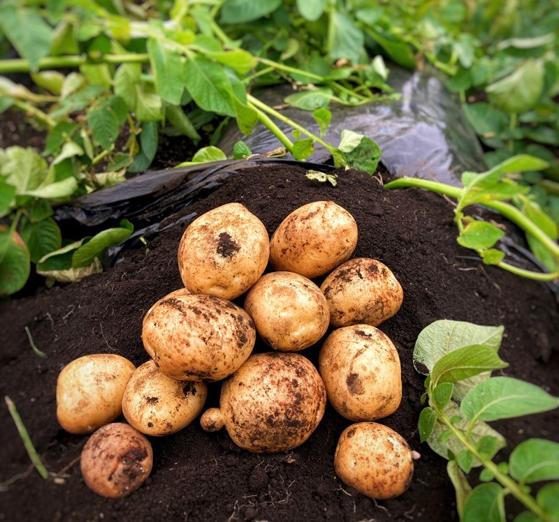 秋じゃが掘り体験