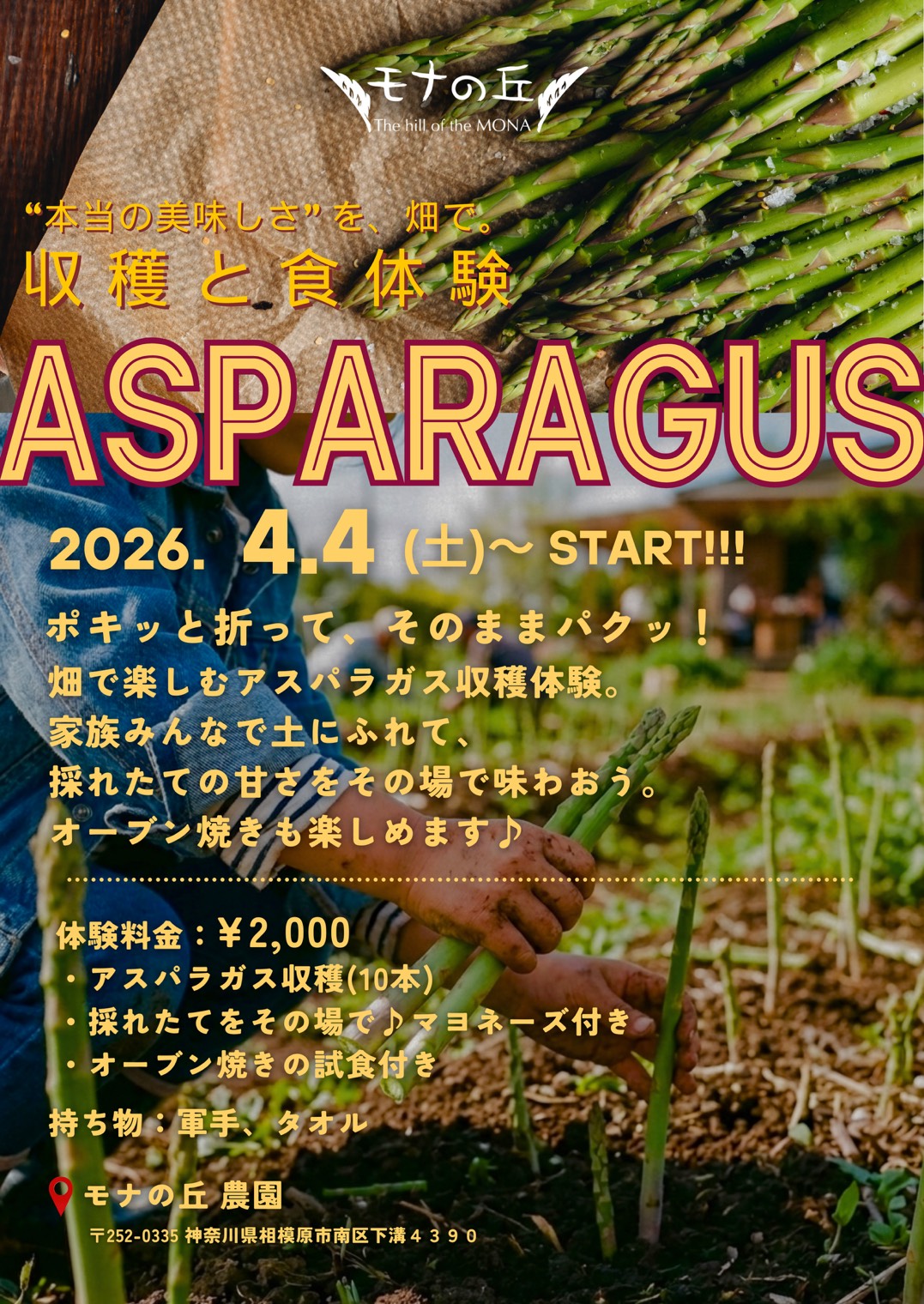 アスパラ収穫体験